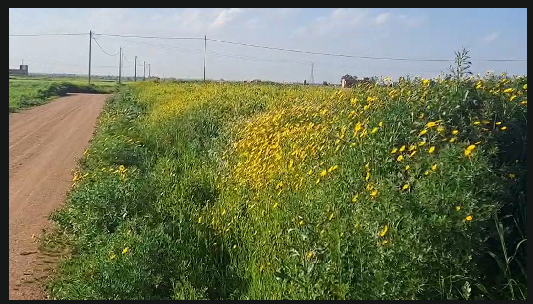  أرض فلاحية محفظة تيتر بإقليم برشيد قرب جمعة رياح قريبة لطريق الرئيسية